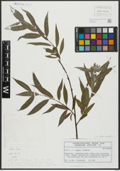 Foto von Salix alba L. x Salix fragilis L.